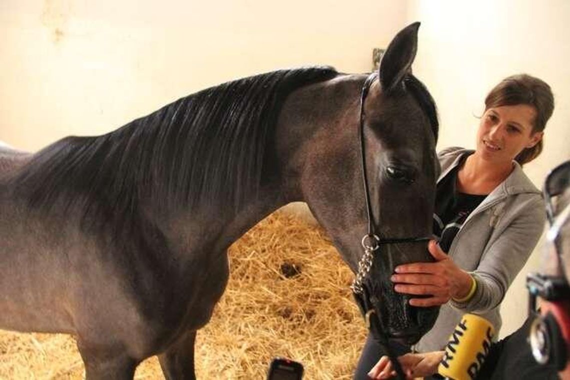 Rozpoczęło się Święto Konia Arabskiego w Janowie. "Zarejestrowało się 140 super vipów"