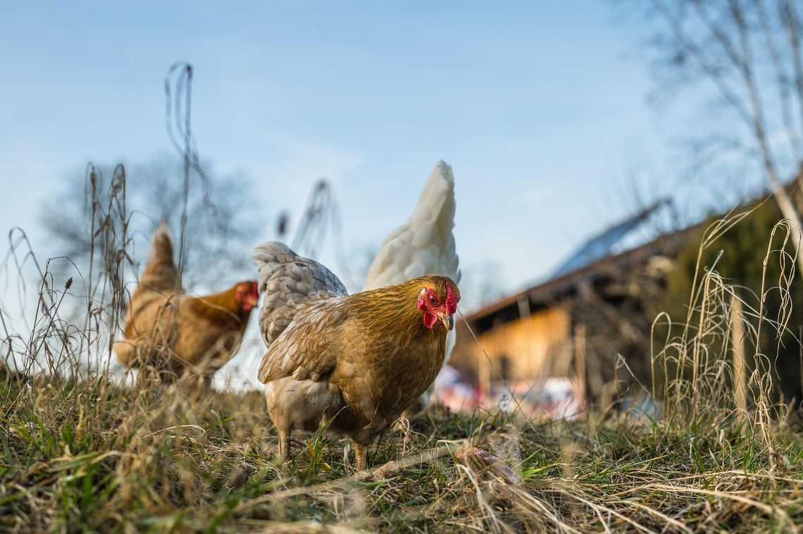 Rozstrzygnięcie drobiowego konkursu na UP