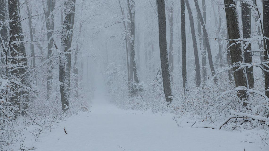 Roztoczański Park Narodowy zamknięty. Śnieg na drzewach stwarza zagrożenie [zdjęcia]