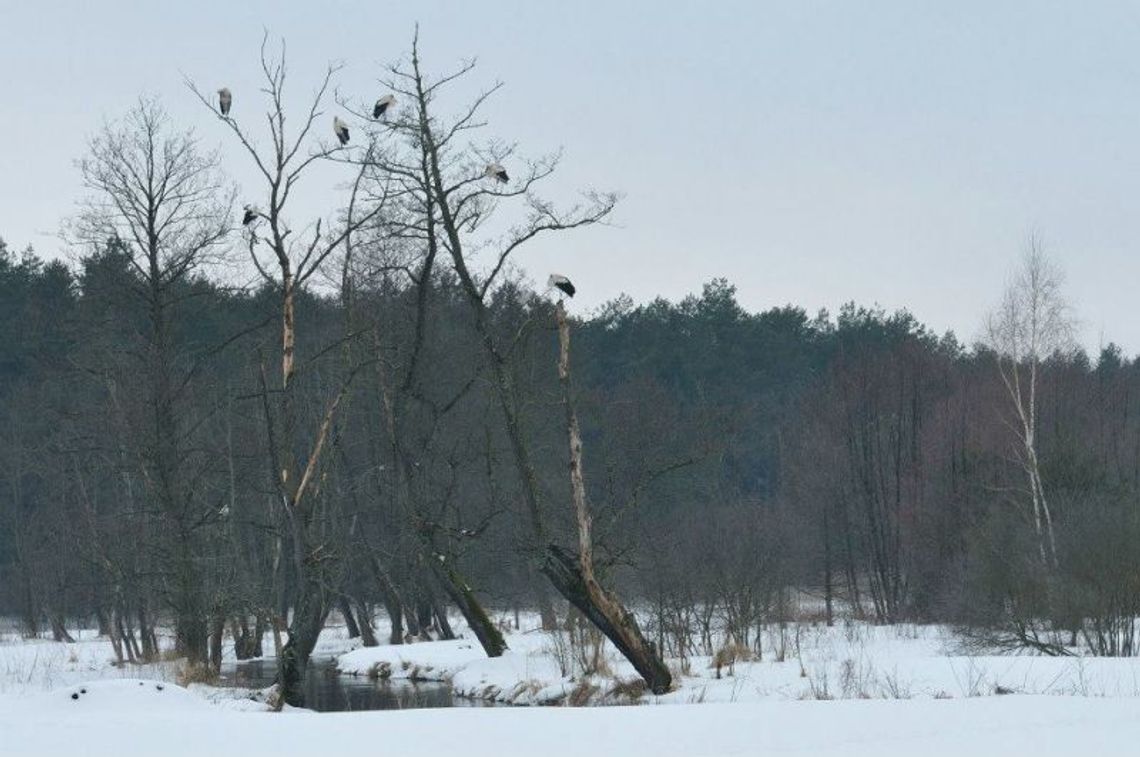 Roztocze: Przyleciały pierwsze bociany
