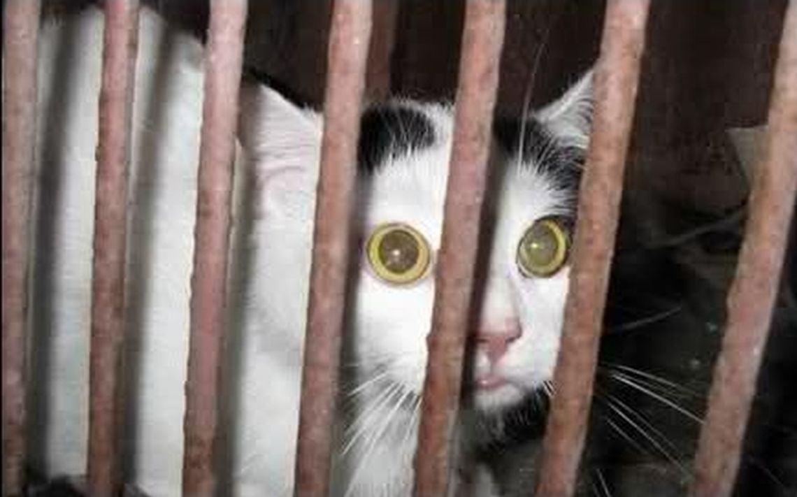 Rozwścieczony kot Puszek dotkliwie pogryzł babcię i wnuczka