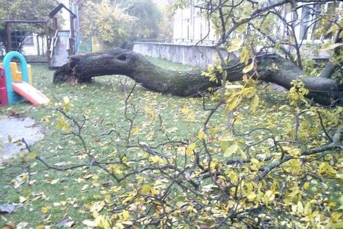 Runęło drzewo na placu zabaw przedszkola w Lublinie