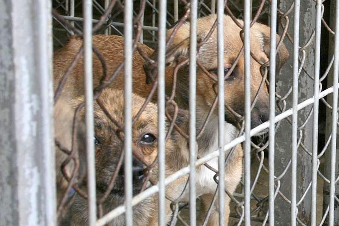 Rusza budowa schroniska dla psów w Puławach