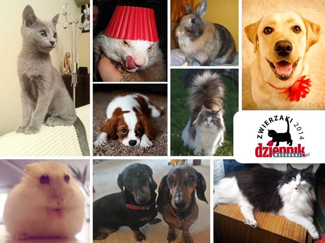 Rusza plebiscyt \"Zwierzaki 2014”! Czekamy na zdjęcia Rusza plebiscyt \"Zwierzaki 2014”! Czekamy na zdjęcia
