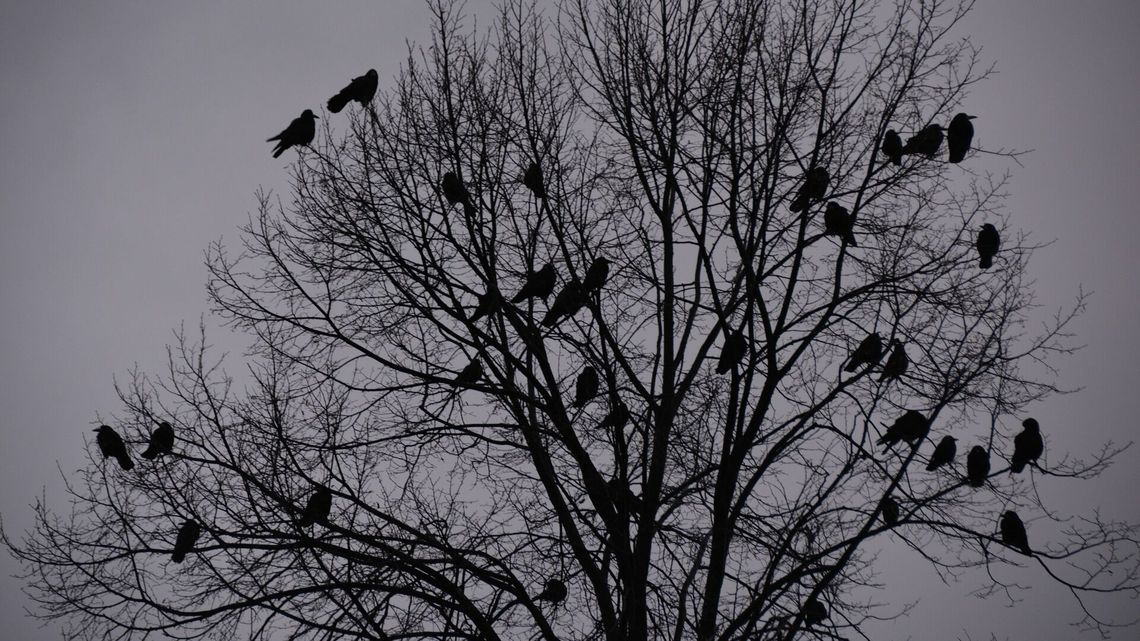Rusza płoszenie gawronów w Świdniku