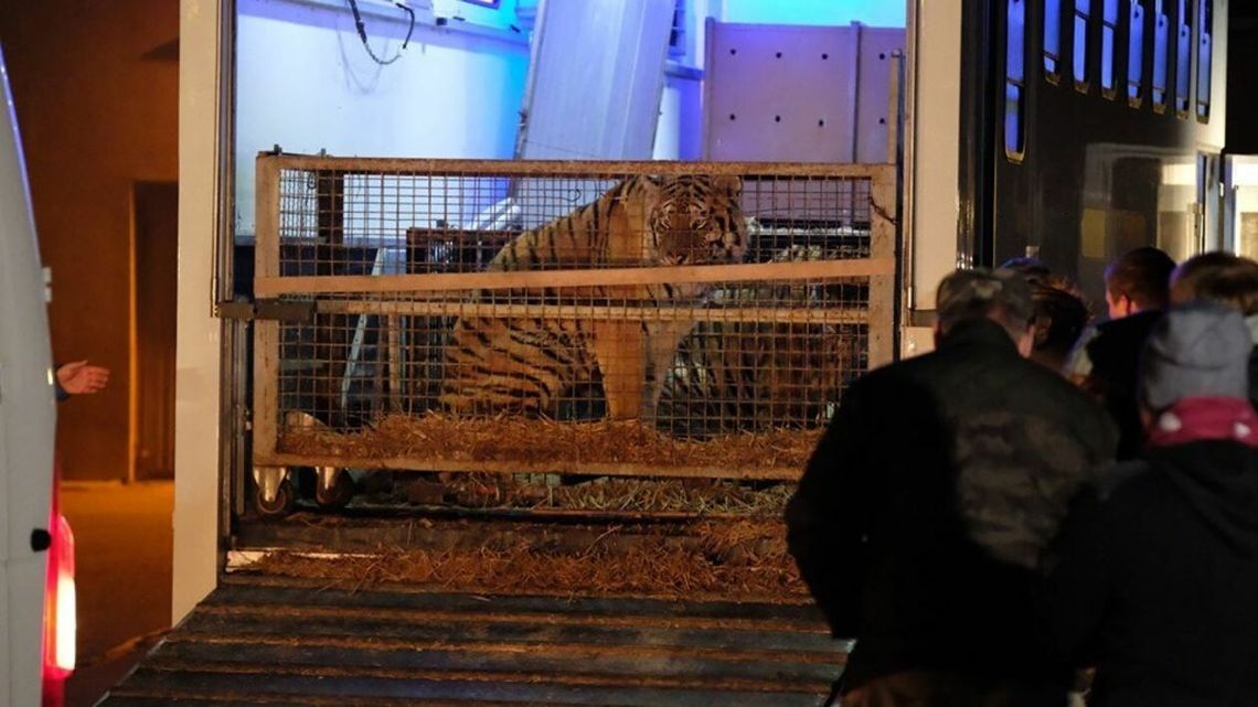 Rusza proces w sprawie transportu tygrysów. Lekarz weterynarii: „Jestem niewinny” Rusza proces w sprawie transportu tygrysów. Lekarz weterynarii: „Jestem niewinny”