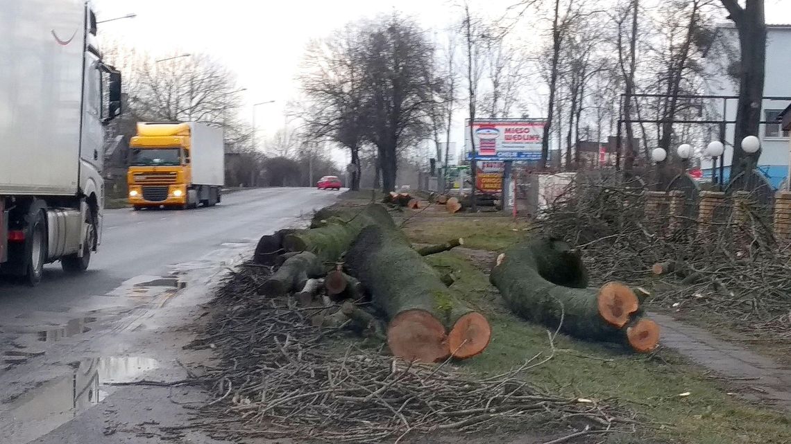 Rusza przebudowa DK 12 w Chełmie. Zaczęli od wycinki drzew
