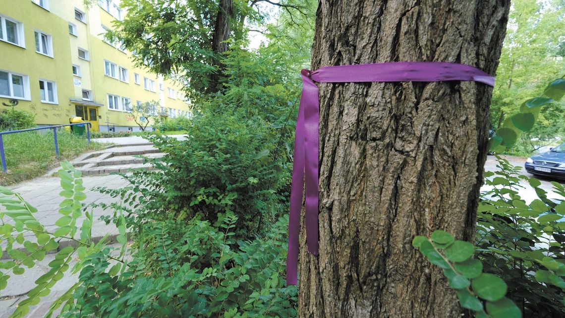 Rusza przebudowa ul. Pana Tadeusza w Lublinie. Wytną ponad 50 drzew Rusza przebudowa ul. Pana Tadeusza w Lublinie. Wytną ponad 50 drzew