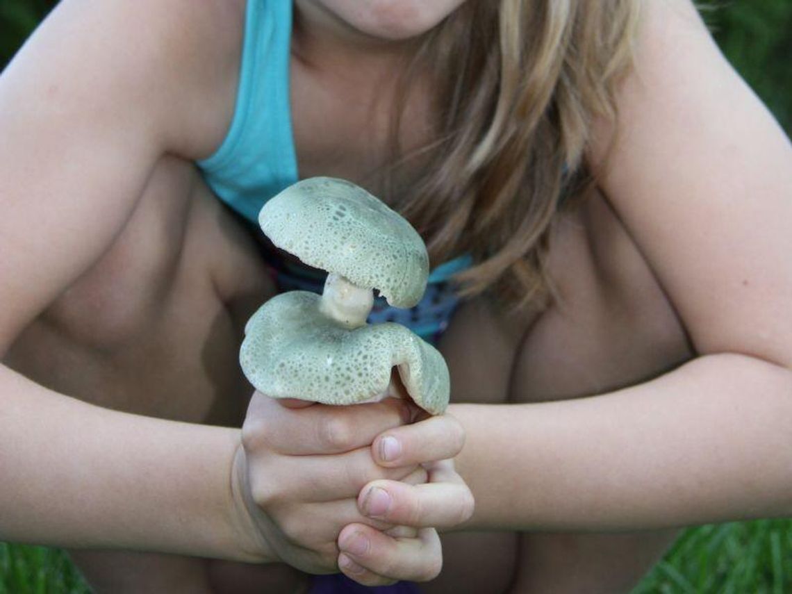 Ruszył sezon na grzyby