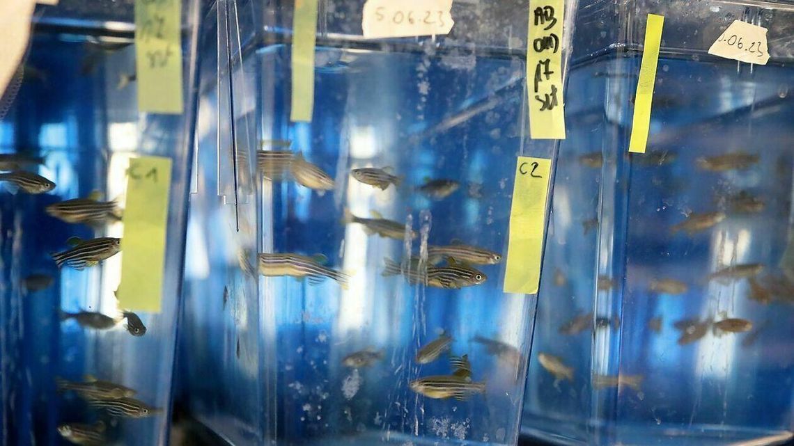 Rybka Danio w służbie medycyny. Takie rzeczy dzieją się w Lublinie