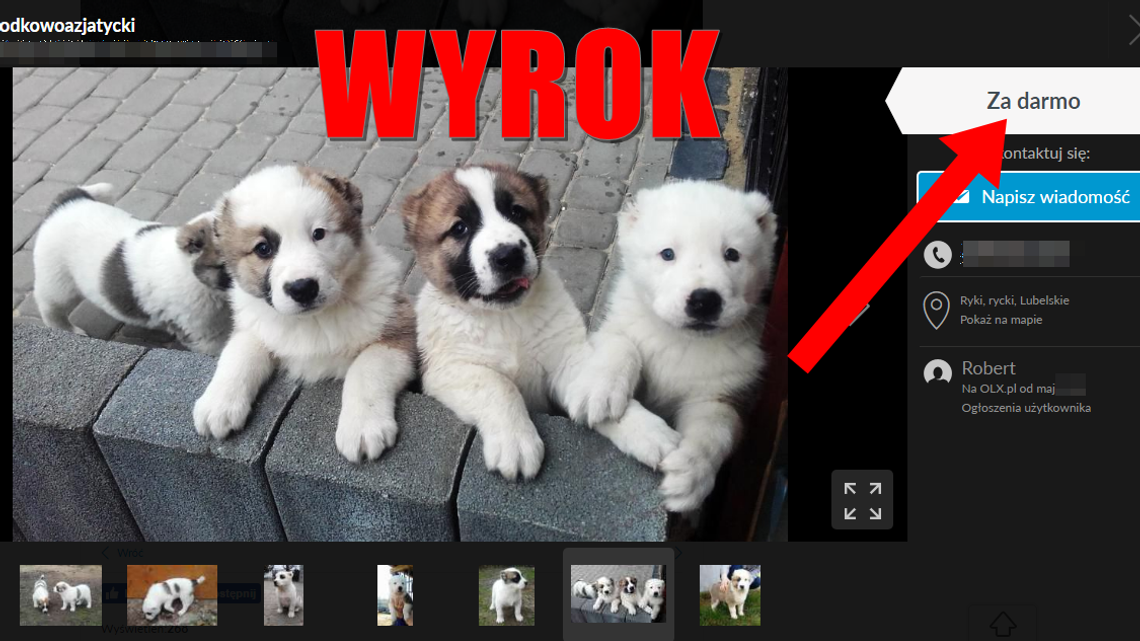 Ryki. Słodkie szczeniaczki miały być za darmo, ale to była nielegalna hodowla