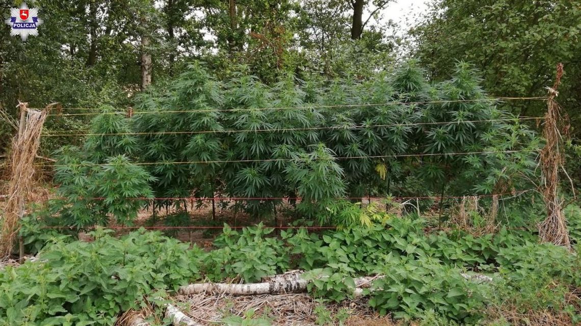 Ryki: Zlikwidowano trzy plantacje marihuany [zdjęcia]