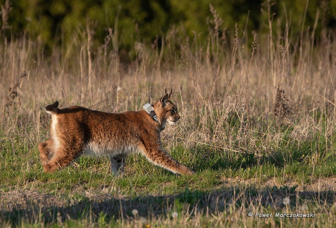 Ryś Horaj z Roztocza na wyprawie w Puszczy Świętokrzyskiej