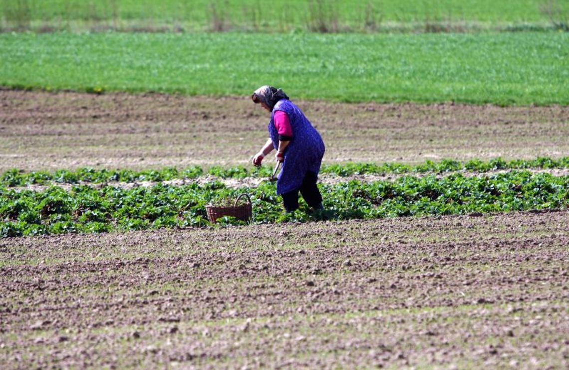 Rząd obiecuje pomoc rolnikom, którym wymarzły uprawy