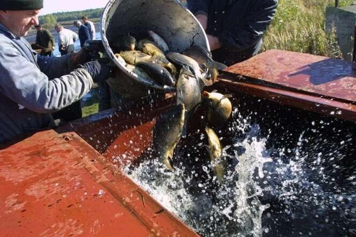 Rząd uderza w karpie. "Przyjdzie nam zasypać stawy i zasadzić las"