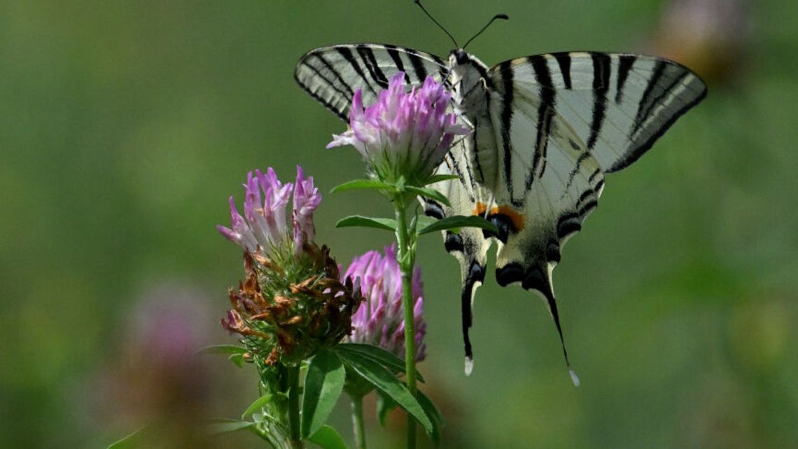 Rzadki okaz motyla w RPN. "Prezent od przyrody"