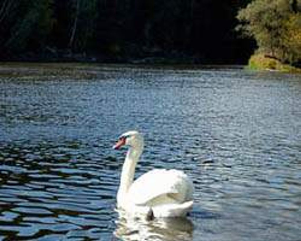 Rzeka Bug (nr 5) - 1 głos