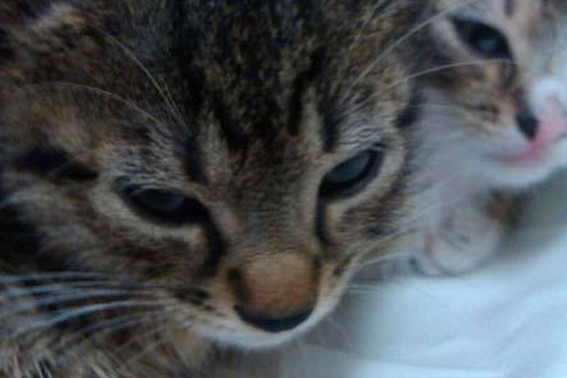 Rzucali kocięta pod koła samochodów. \"Wyjątkowe bestialstwo\"