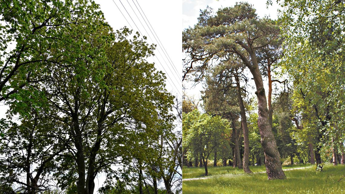 Są drzewa, będą pomniki przyrody. Mają nawiązywać do żydowskiej przeszłości miasta