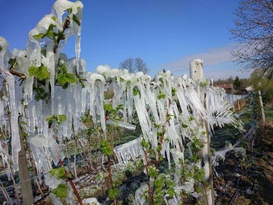Są pieniądze do wzięcia, ale chętnych brak. Rolnicy mogą ubiegać się o pomoc
