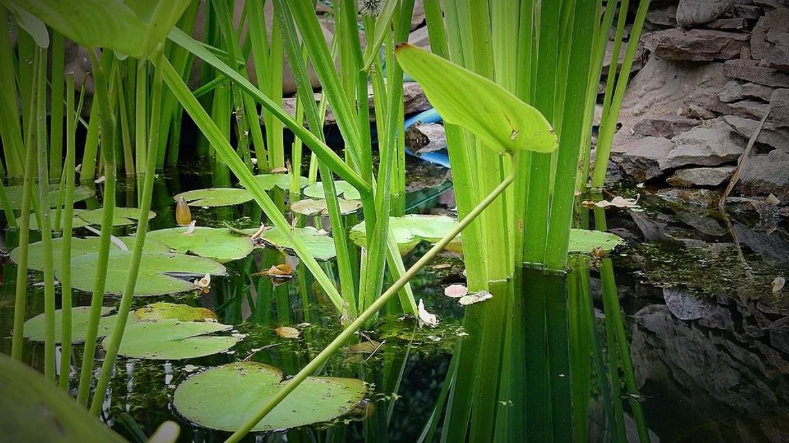 Są pieniądze na budowę oczek wodnych. W woj. lubelskim zainteresowanie ogromne