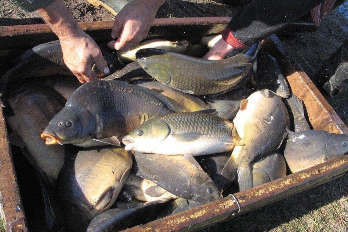 Są pieniądze. Na ryby