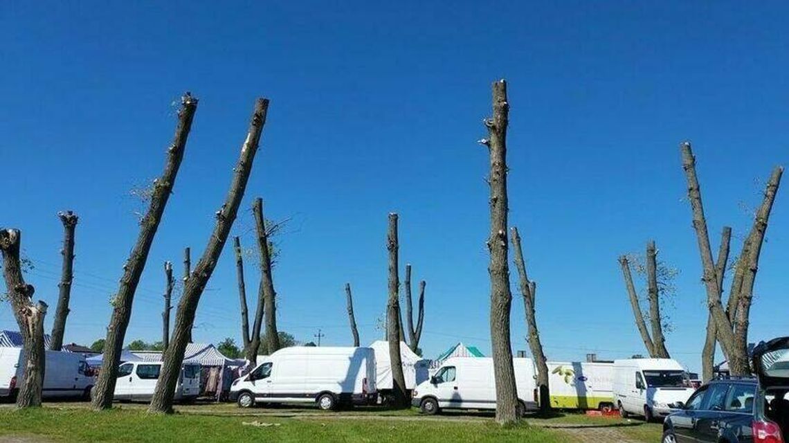 Są pierwsze konsekwencje za ogołocone drzewa w Radzyniu Podlaskim