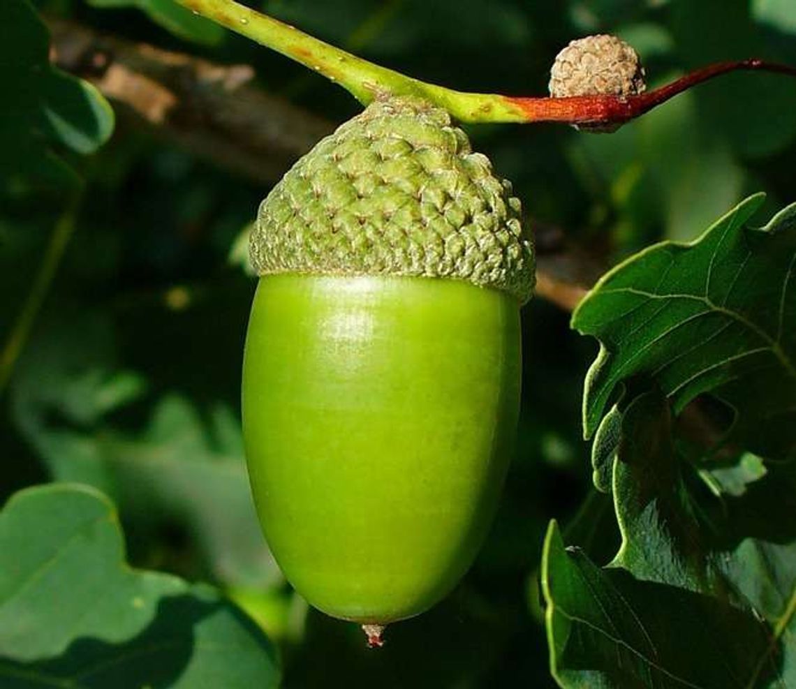 Są żołędzie – nie będzie biegunki Są żołędzie – nie będzie biegunki