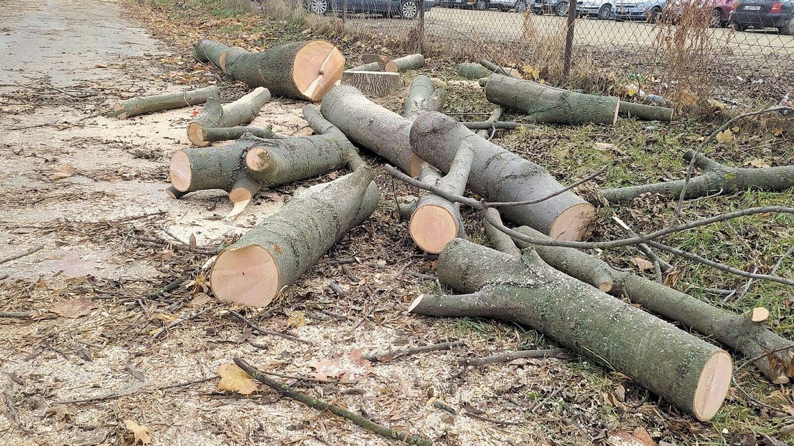 Sąd nad drzewami, których już nie ma. Ratusz i deweloper odwołują się