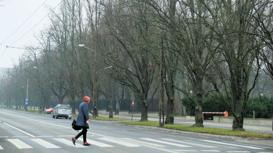Sąd nie zatrzyma wycinki drzew przy Al. Racławickich w Lublinie. Ale obrońcy zieleni zwierają szeregi Sąd nie zatrzyma wycinki drzew przy Al. Racławickich w Lublinie. Ale obrońcy zieleni zwierają szeregi