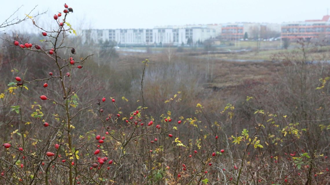 Sąd wydał wyroki w sprawie górek czechowskich