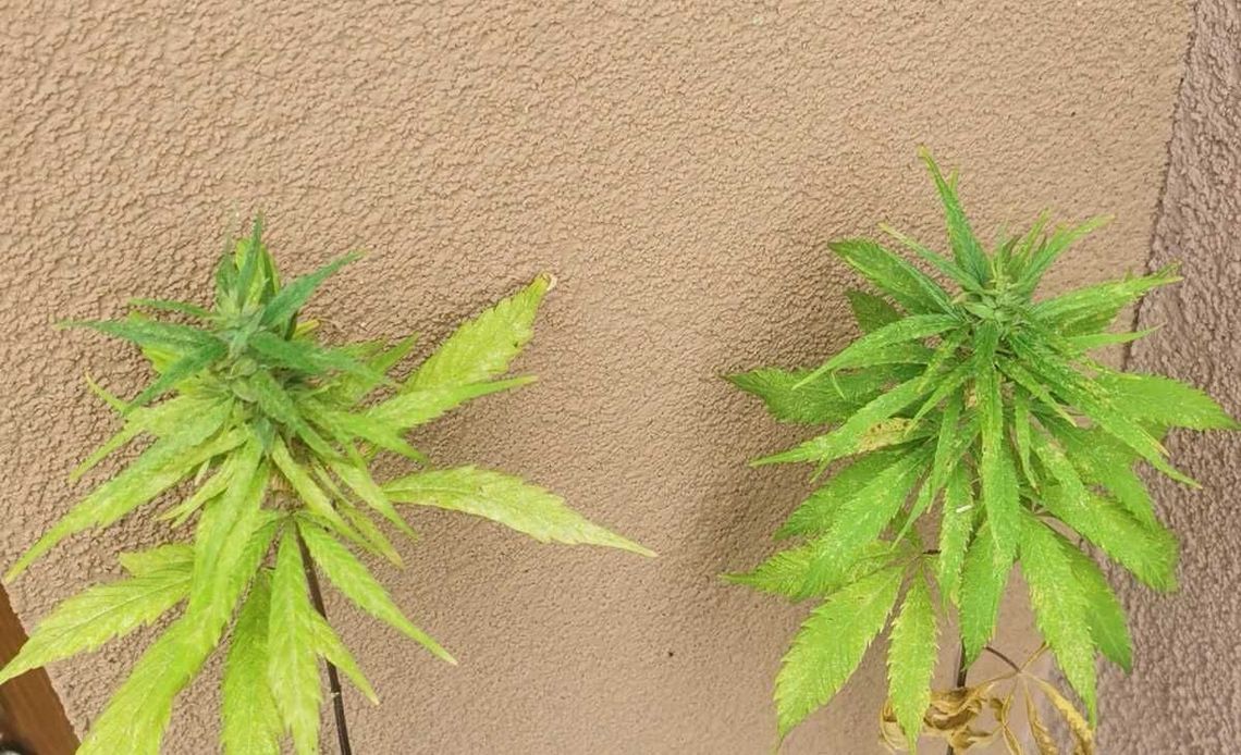 Sadził pomidorki i… 2- metrowe konopie Sadził pomidorki i… 2- metrowe konopie