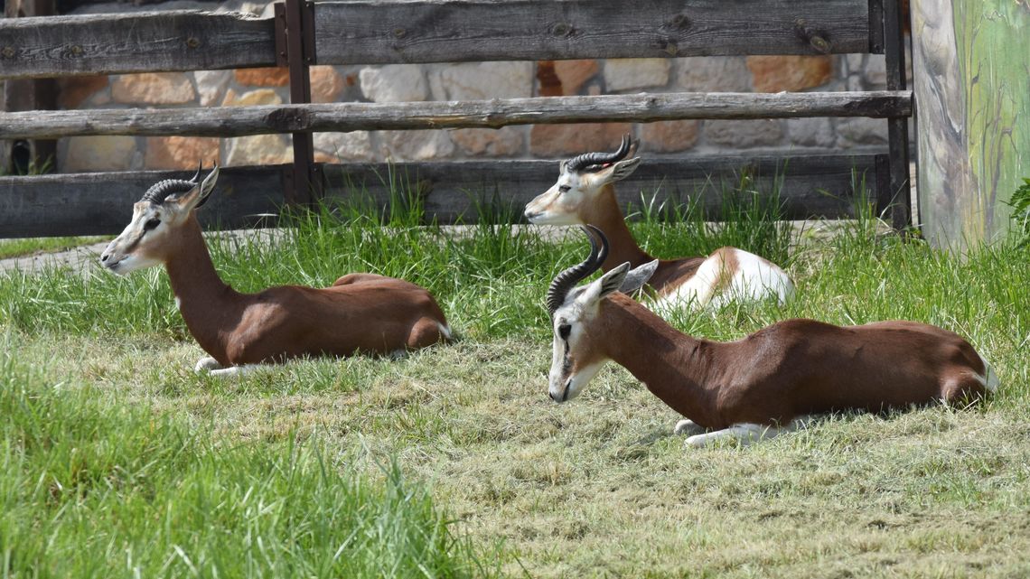 Samic tego gatunku nie ma w żadnym polskim zoo. Można je już oglądać w Zamościu