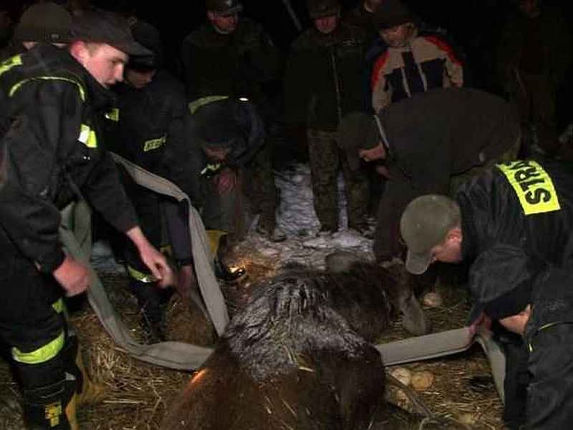 Samica łosia została uśpiona, druga w ciężkim stanie Samica łosia została uśpiona, druga w ciężkim stanie