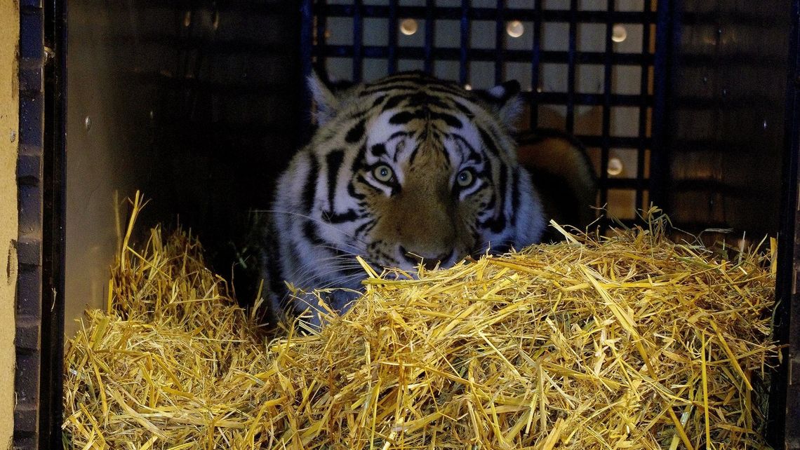 Samica tygrysa amurskiego nową atrakcją zoo w Zamościu [zdjęcia]