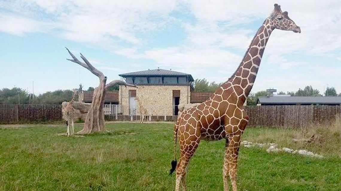 Samiec żyrafy nie dożył otwarcia ZOO w Zamościu Samiec żyrafy nie dożył otwarcia ZOO w Zamościu