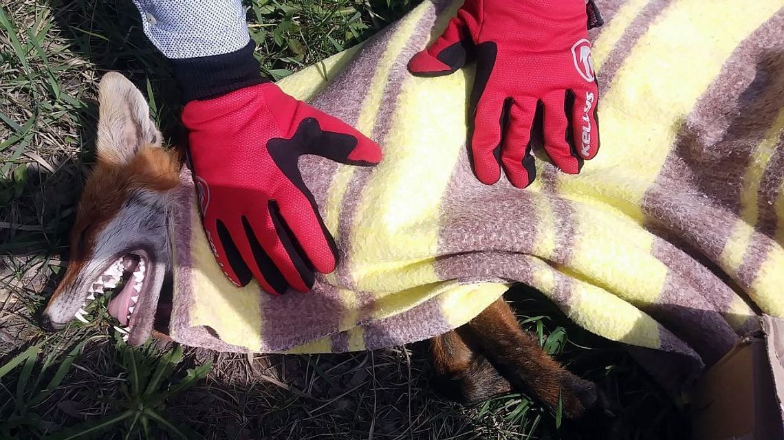 Samochód potrącił lisicę. Wolontariusze szukają młodych, które zostały same