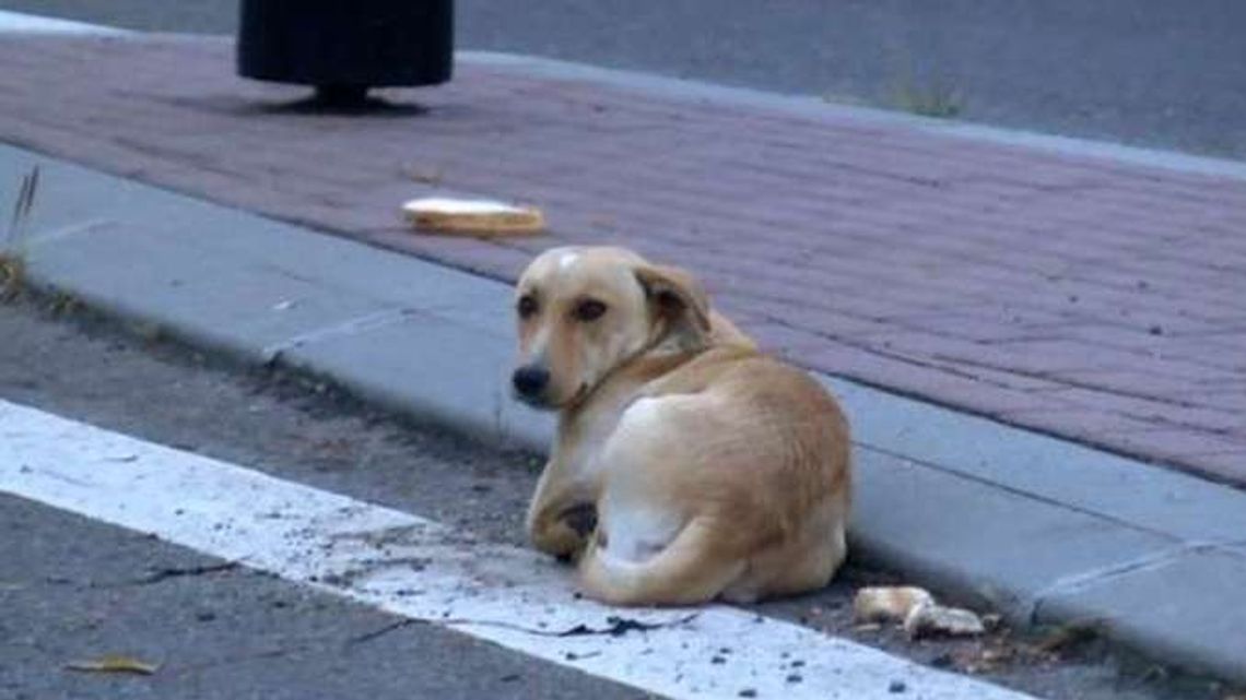 Samochód się zatrzymał, kierowca wyrzucił psa z bagażnika. Kobieta zapisała numery, dzięki temu jest wyrok Samochód się zatrzymał, kierowca wyrzucił psa z bagażnika. Kobieta zapisała numery, dzięki temu jest wyrok