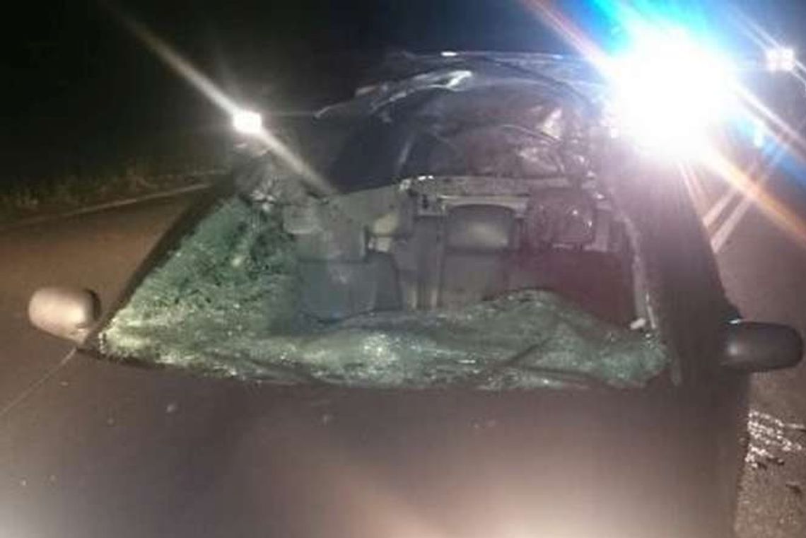 Samochód uderzył w łosia, ranny kierowca