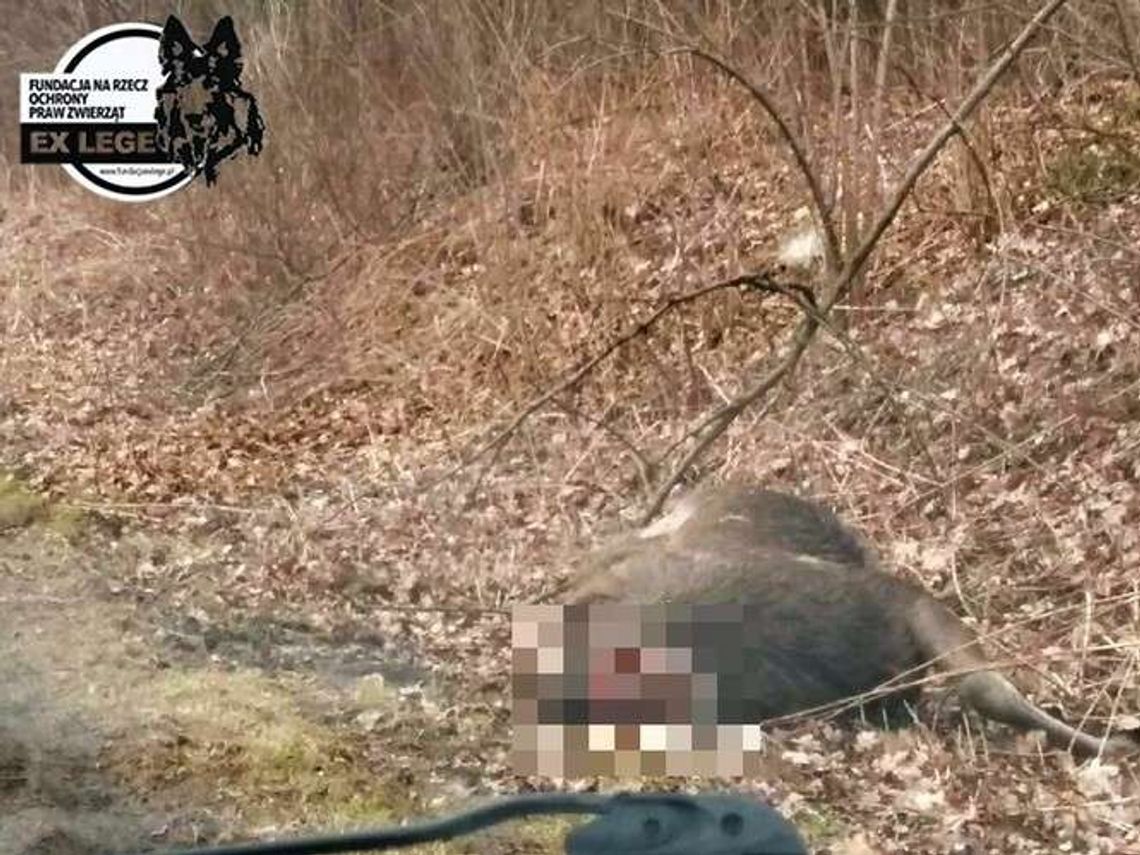 Samochód zderzył się z łosiem. Ktoś odciął głowę zwierzęcia