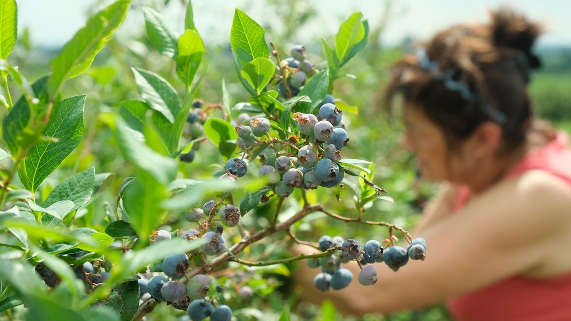 "Samozbiór" owoców coraz popularniejszy. "Można połączyć przyjemne z pożytecznym" "Samozbiór" owoców coraz popularniejszy. "Można połączyć przyjemne z pożytecznym"