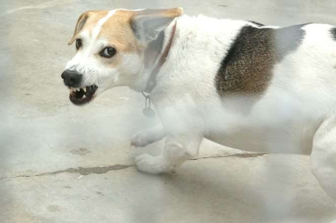 Sanepid policzył. Psy gryzą częściej, nietoperze też mogą być groźne