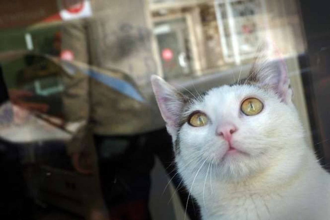 Sanepid zamknął kocią kawiarnię w Lublinie. Ponowne otwarcie już dziś?