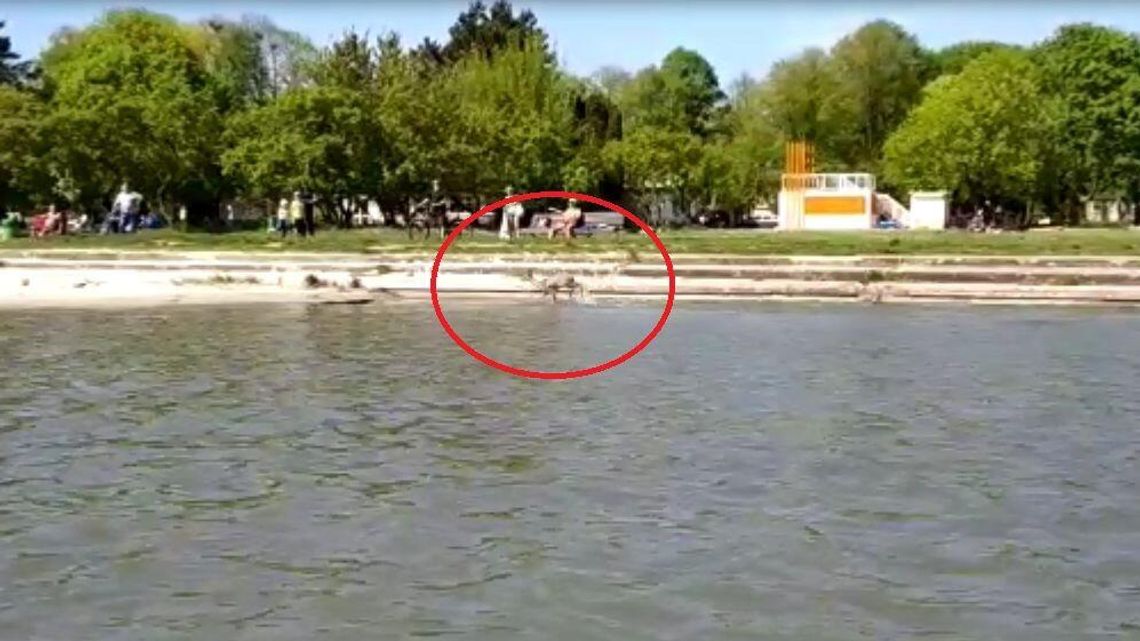 Sarna pływała w Zalewie Zemborzyckim. Przepłynęła z Dąbrowy na Marinę Sarna pływała w Zalewie Zemborzyckim. Przepłynęła z Dąbrowy na Marinę