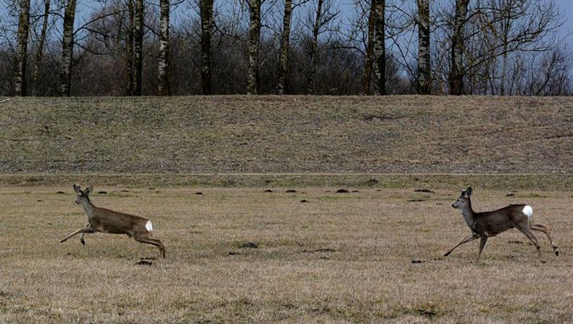 Sarny chcą sobie polatać, ale te z lotniska w Świdniku do odstrzału