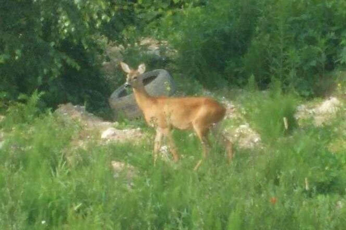 Sarny zadomowiły się na Wrotkowie