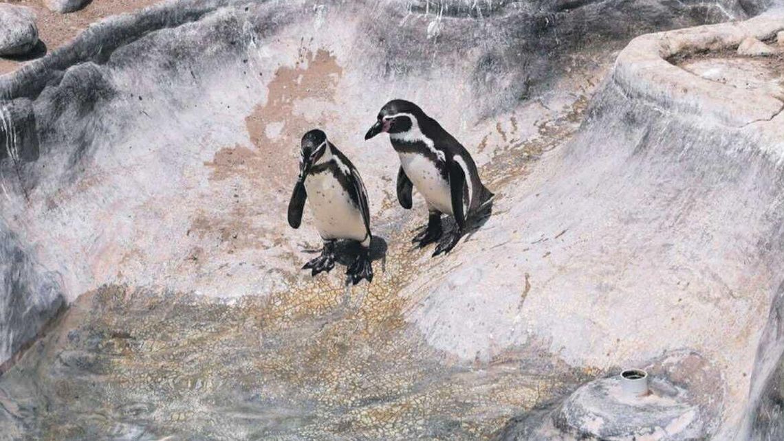 Sceny z życia pingwinów. Już niedługo w zamojskim ZOO