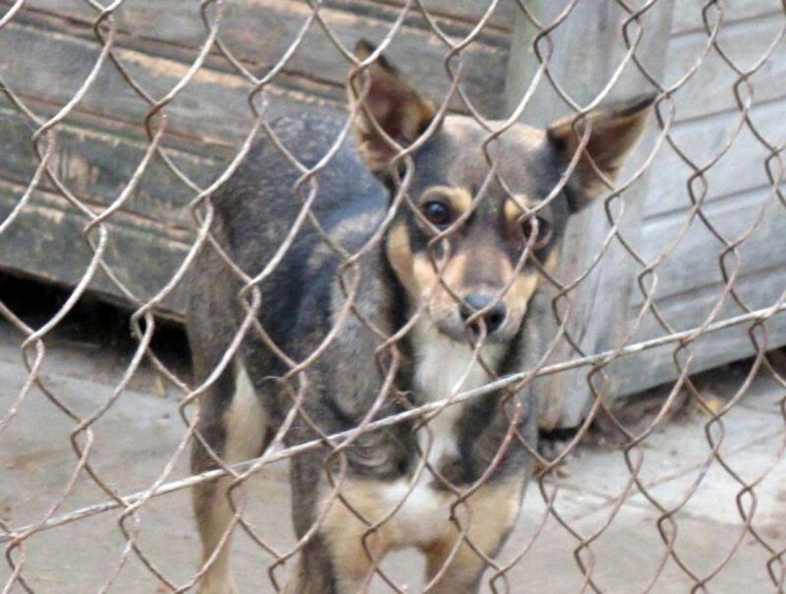 Schronisko dla psów w Zamościu: Zaadoptuj czworonoga