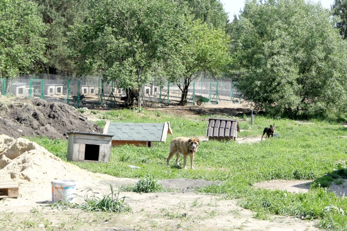Schronisko dla zwierząt modernizuje wybiegi i prosi o pomoc