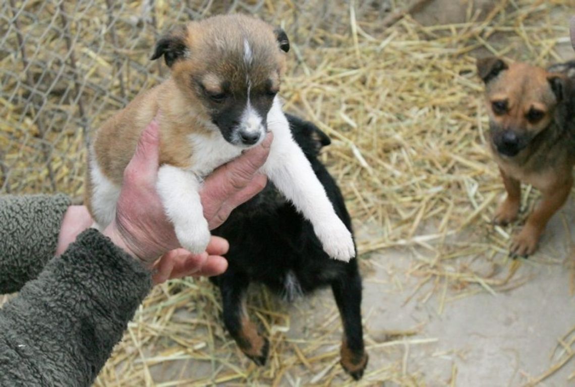 Schronisko dla zwierząt powstanie w pow. łukowskim